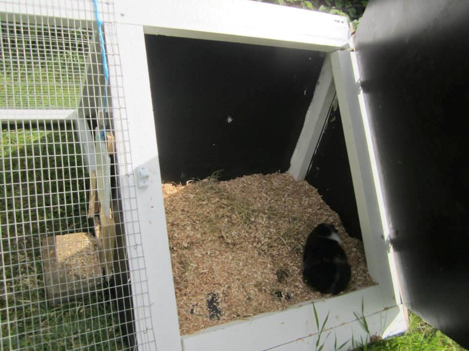 Mit udendørs marsvinebur billede 2