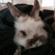 Da jeg havde kanin unger<3