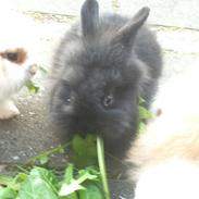 Da jeg havde kanin unger<3