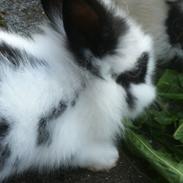 Da jeg havde kanin unger<3