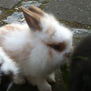 Da jeg havde kanin unger<3