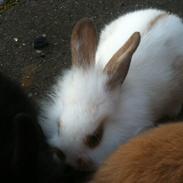 Da jeg havde kanin unger<3