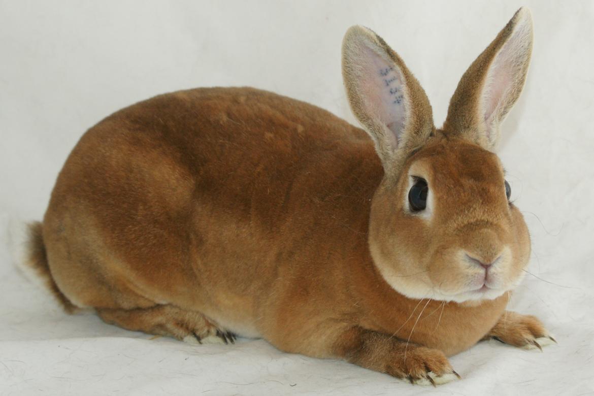 Lille Rex billede 10