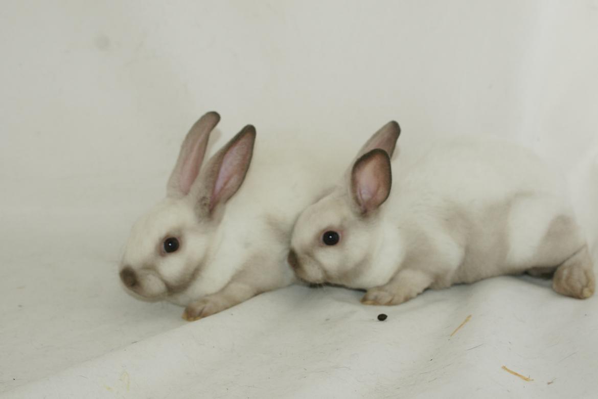 Lille Rex billede 11