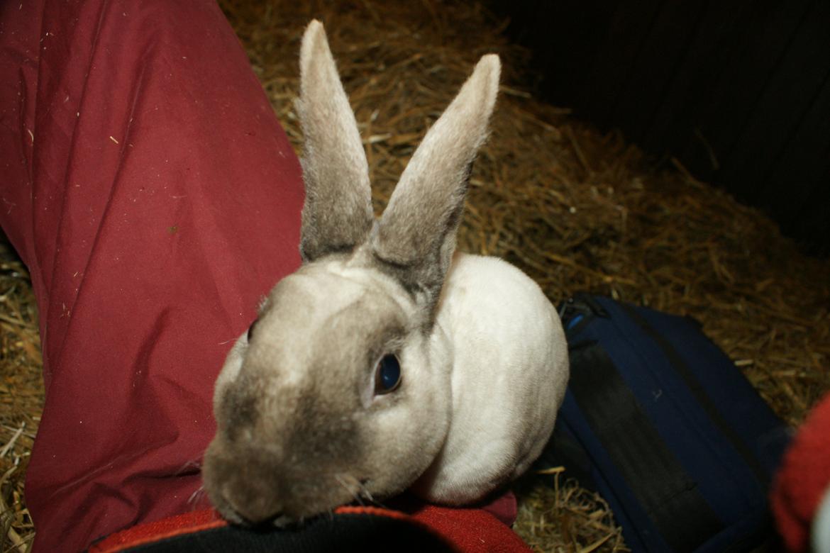 Lille Rex billede 12