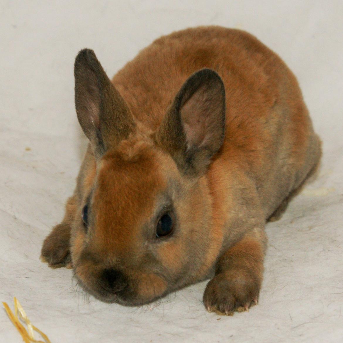 Lille Rex billede 13