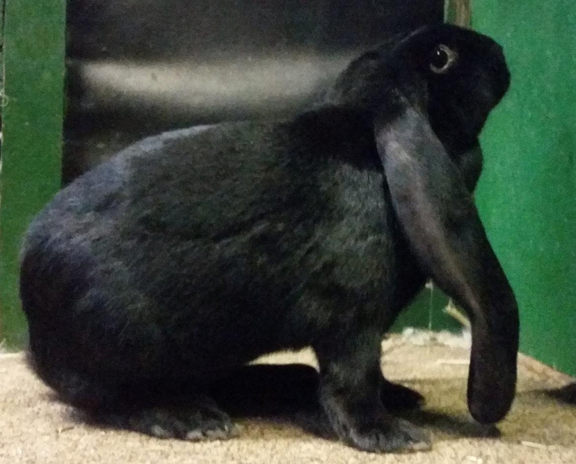 Engelsk Vædder - Hun: Shaya billede 5