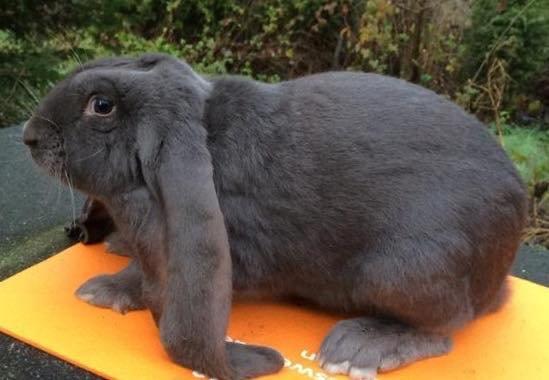 Engelsk Vædder - Han: Winston billede 2