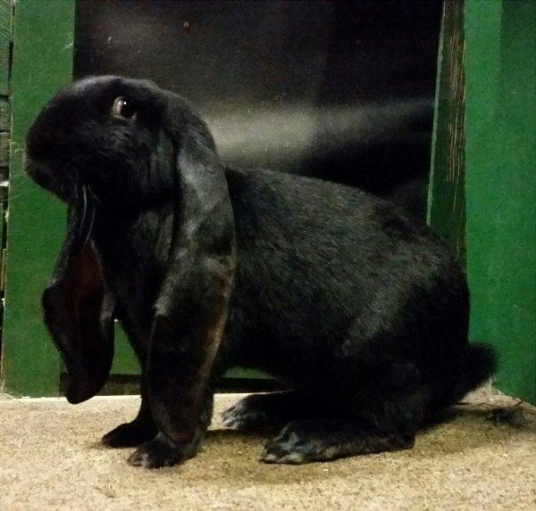 Engelsk Vædder - Han: Blackjack billede 3