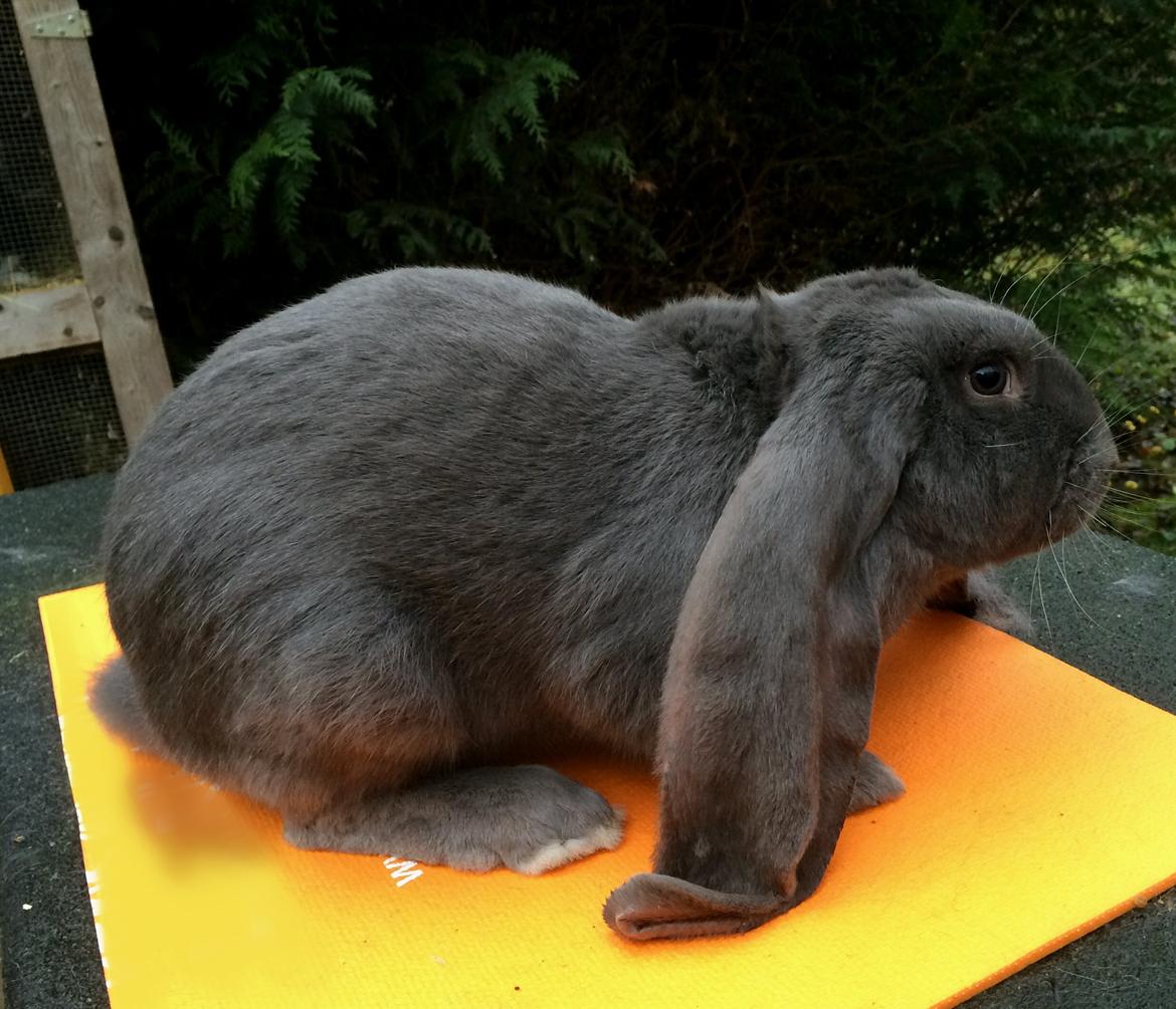 Engelsk Vædder - Han: Noname billede 4