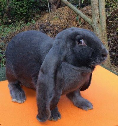 Engelsk Vædder - Hun: Zenobia billede 6