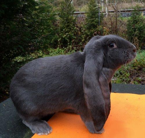 Engelsk Vædder - Hun: Elodie billede 7