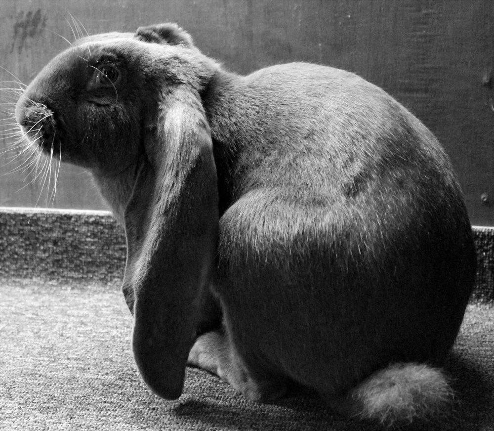 Engelsk Vædder billede 9