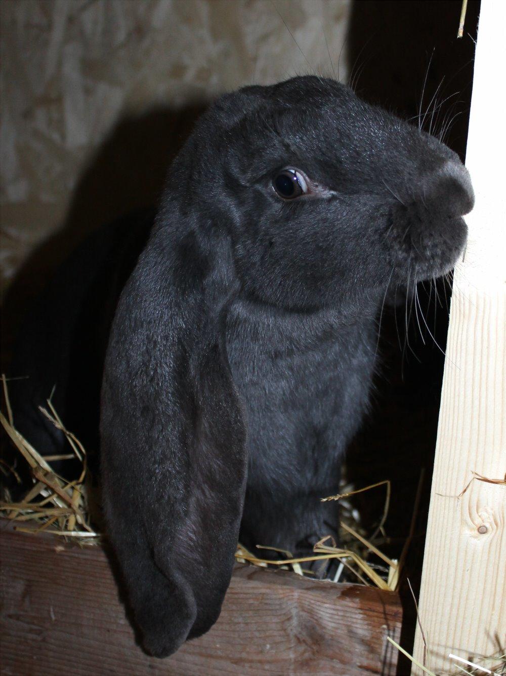 Engelsk Vædder billede 10