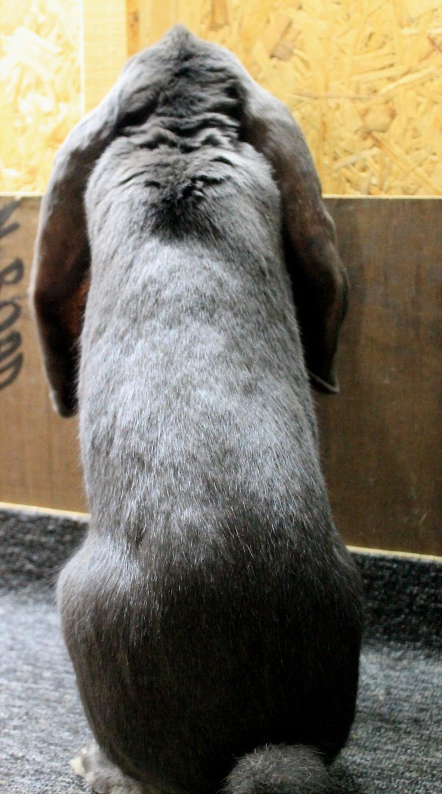 Engelsk Vædder billede 8