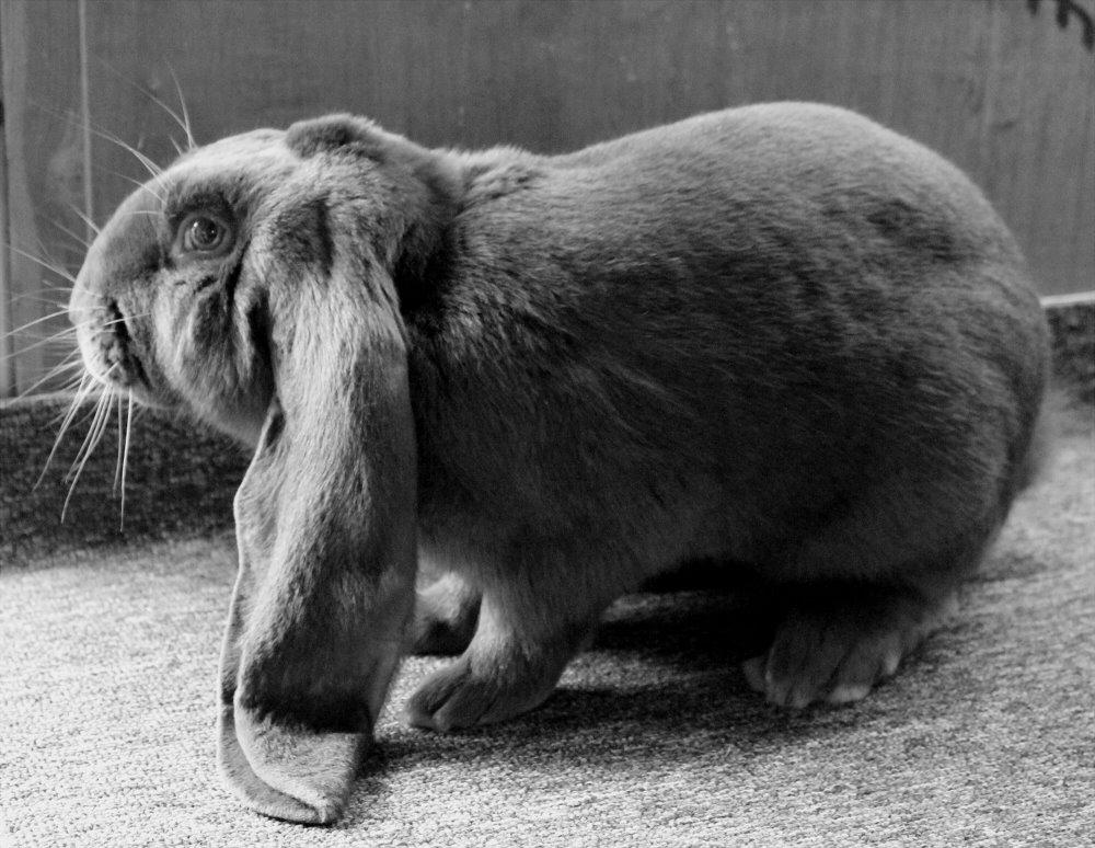 Engelsk Vædder billede 12