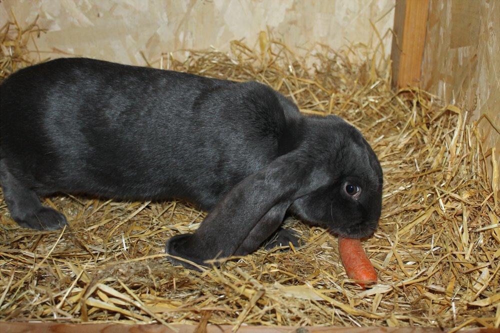 Engelsk Vædder billede 11