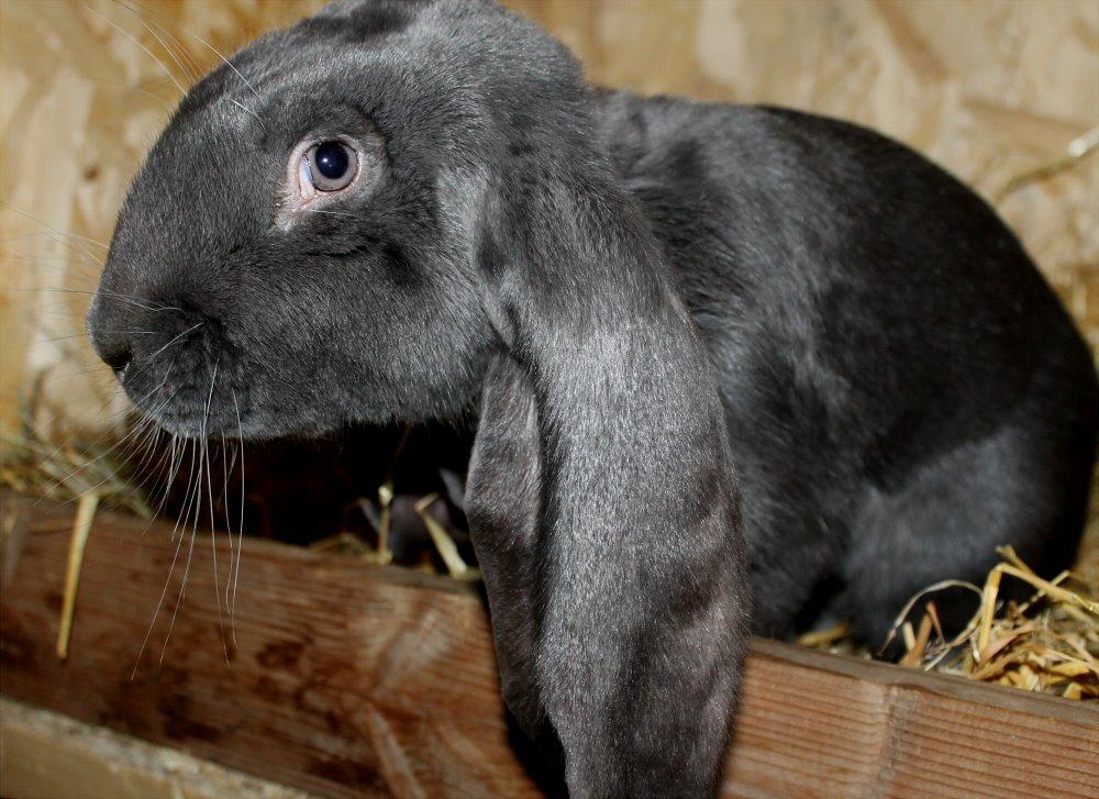 Engelsk Vædder billede 13