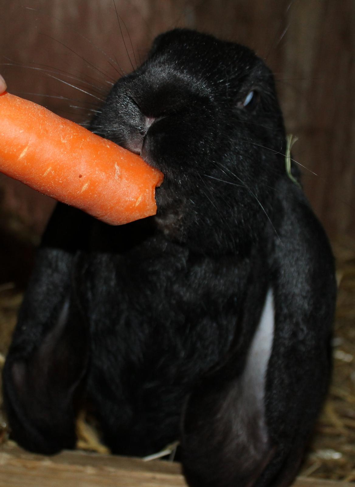 Engelsk Vædder billede 14