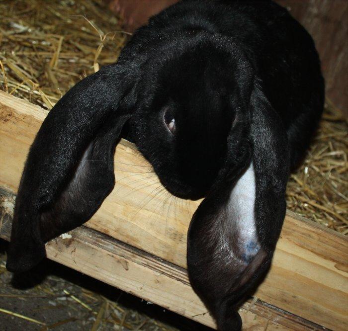 Engelsk Vædder billede 16