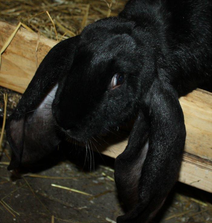 Engelsk Vædder billede 15