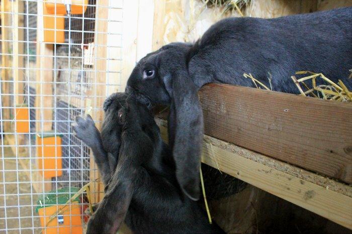 Engelsk Vædder billede 1