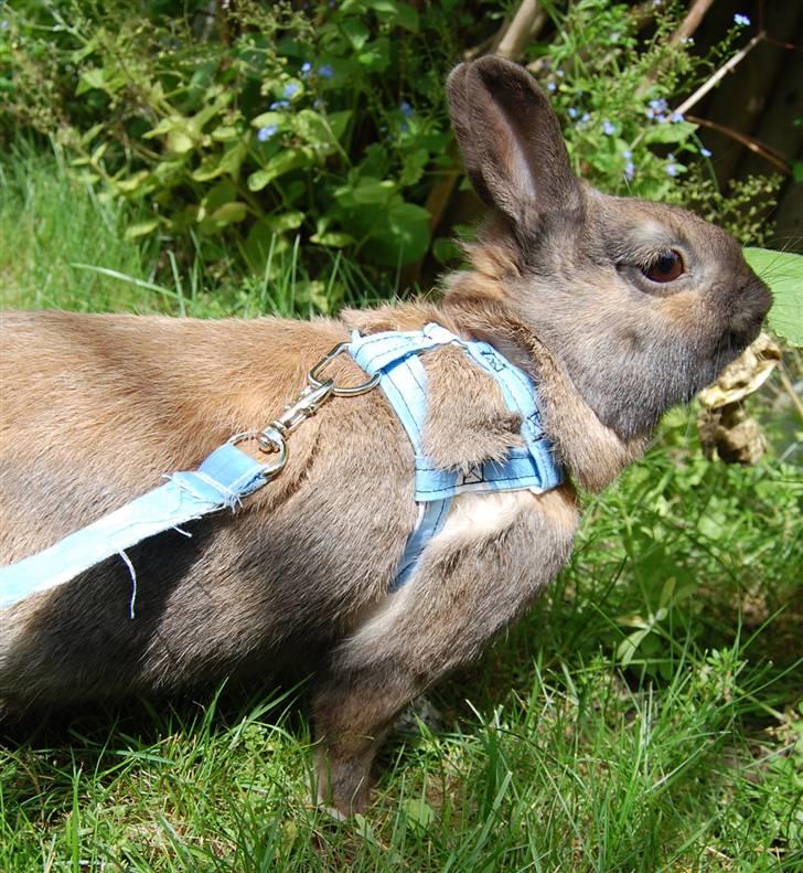 Kreative ting... - Min hjemmelavede sele perfekt til Bunny! billede 21