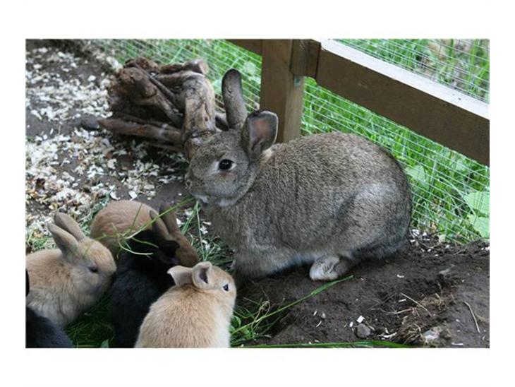 {{currentPhoto.altText}} billede {{currentPhoto.number}}