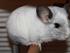 Mine Chinchillaer