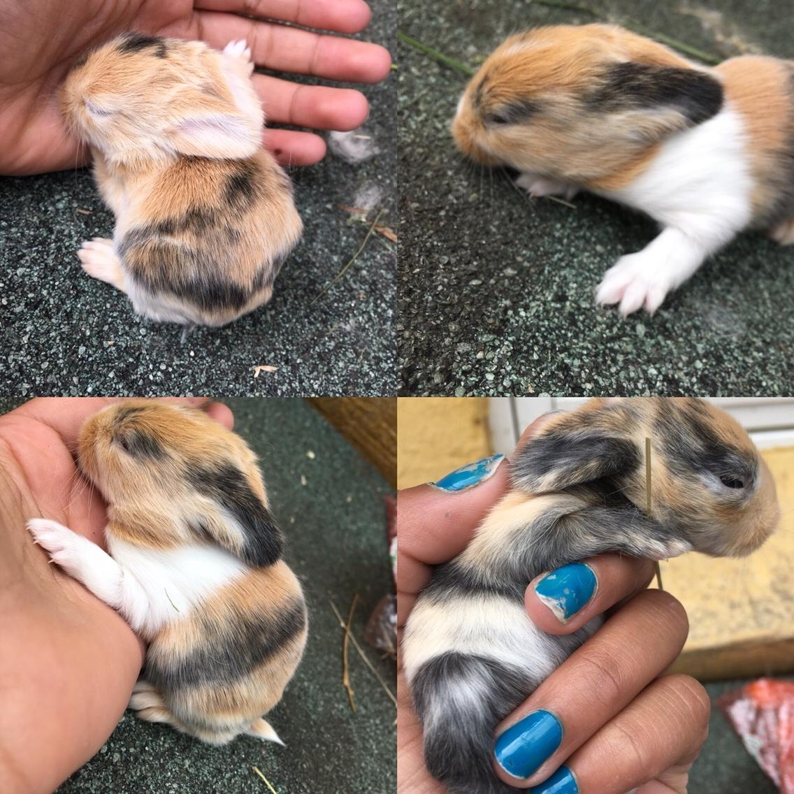 Mine små søde kanin unger billede 1