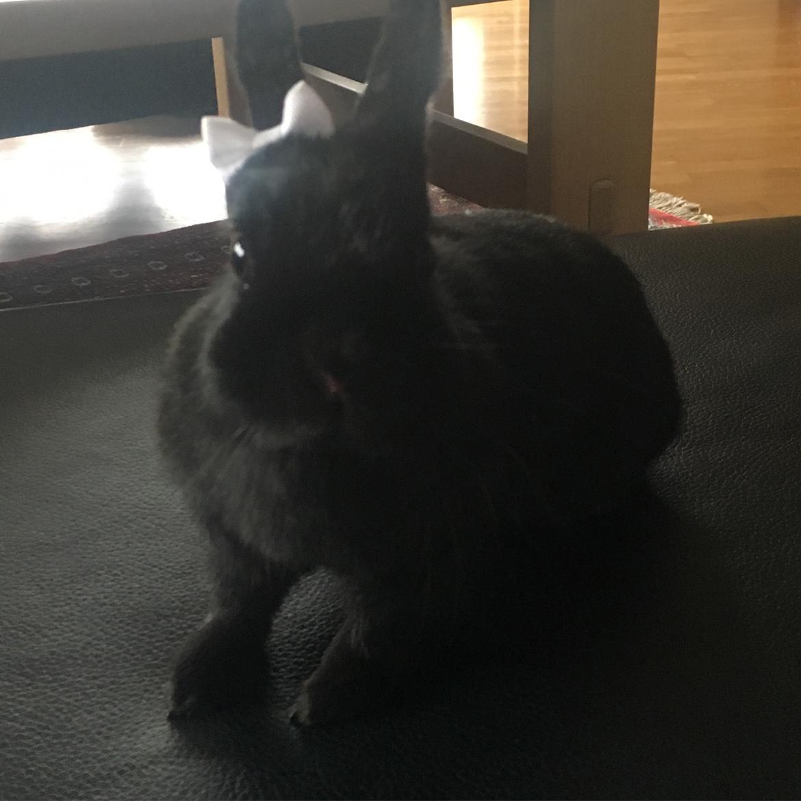 Hermelin kanin billede 1