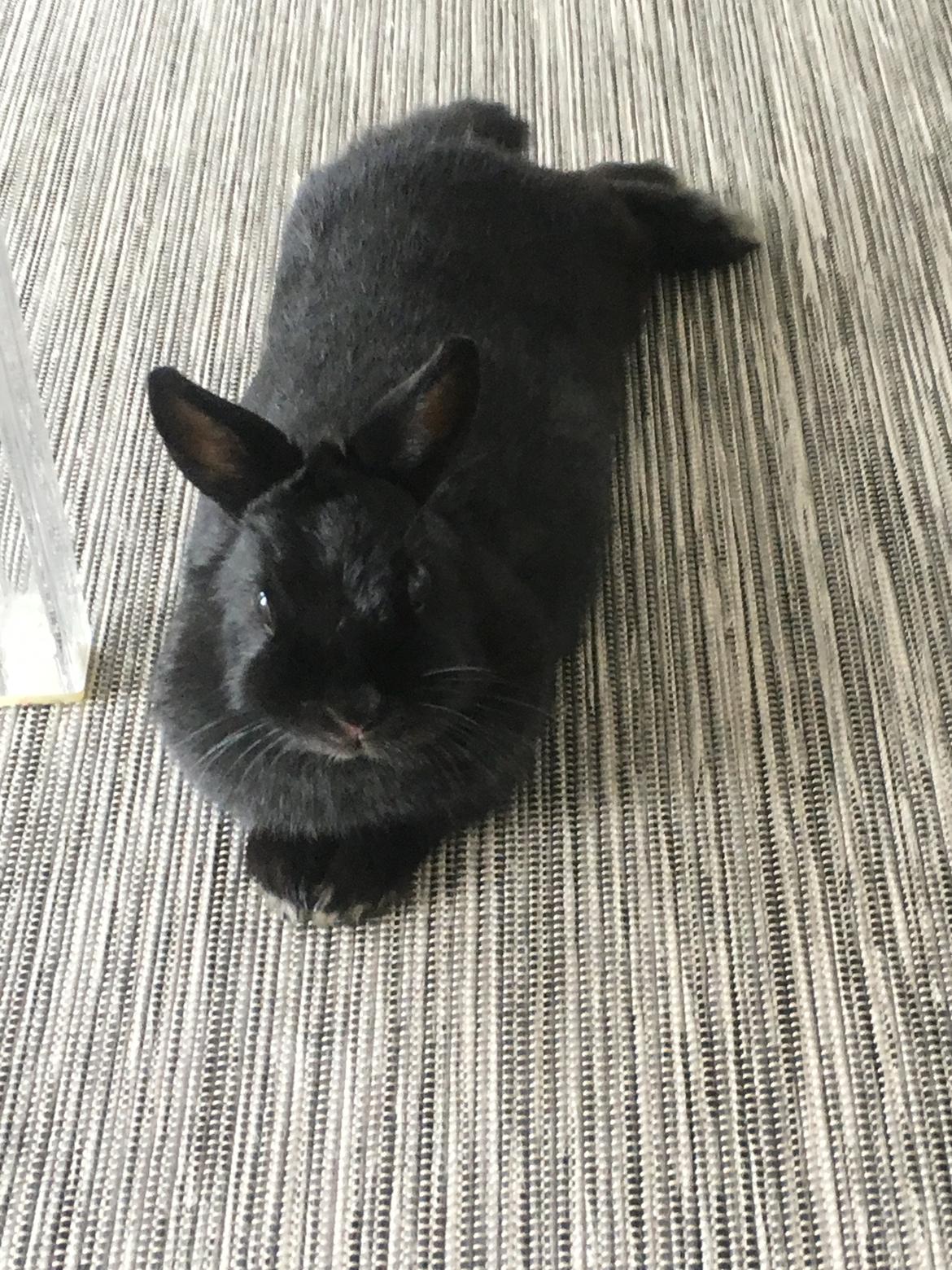 Hermelin kanin billede 2