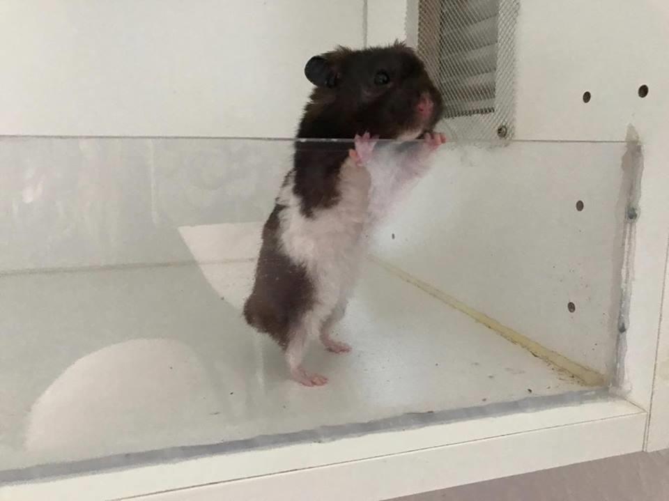 Theodores bur + løbegård billede 10