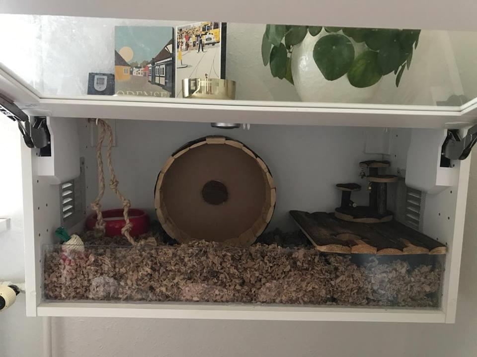 Theodores bur + løbegård billede 5