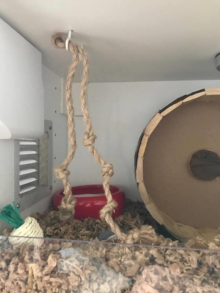 Theodores bur + løbegård billede 4