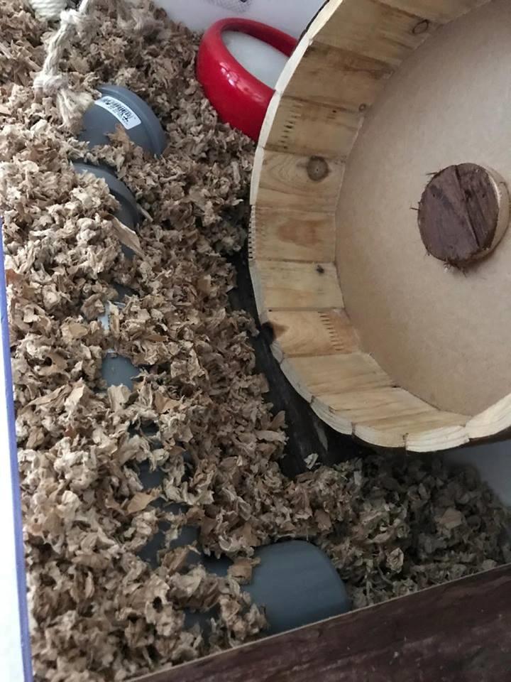 Theodores bur + løbegård billede 11