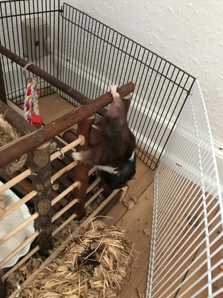 Theodores bur + løbegård billede 3