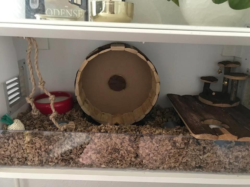 Theodores bur + løbegård billede 6