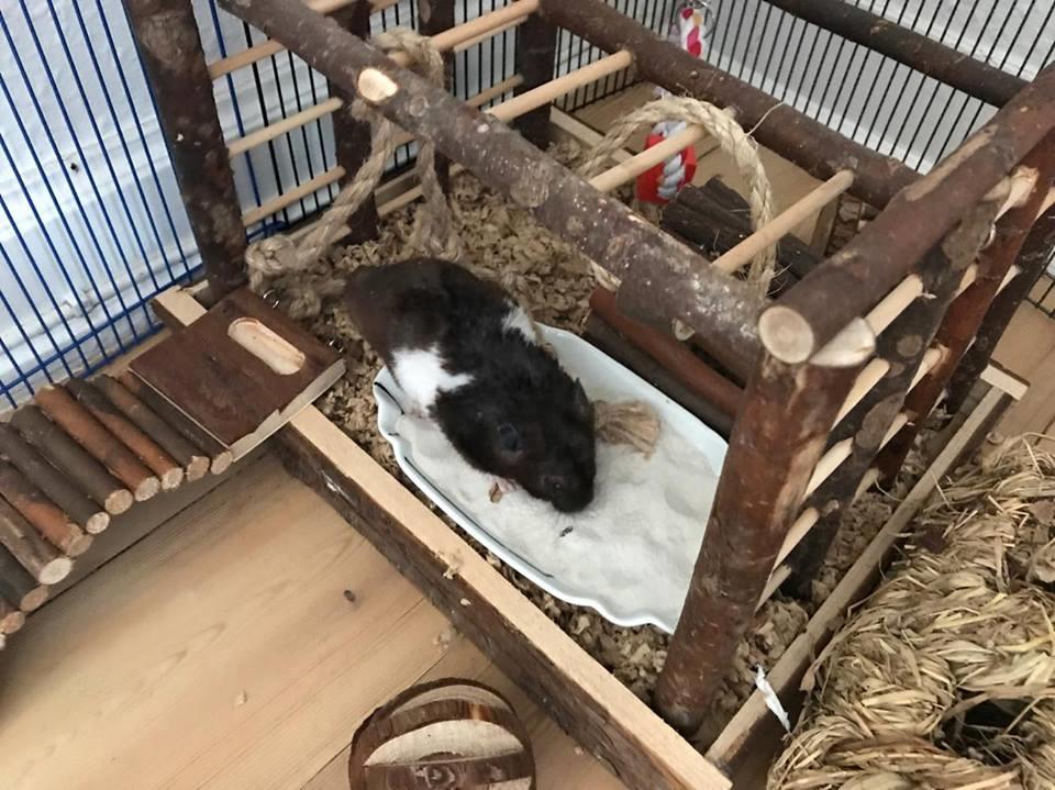 Theodores bur + løbegård billede 7