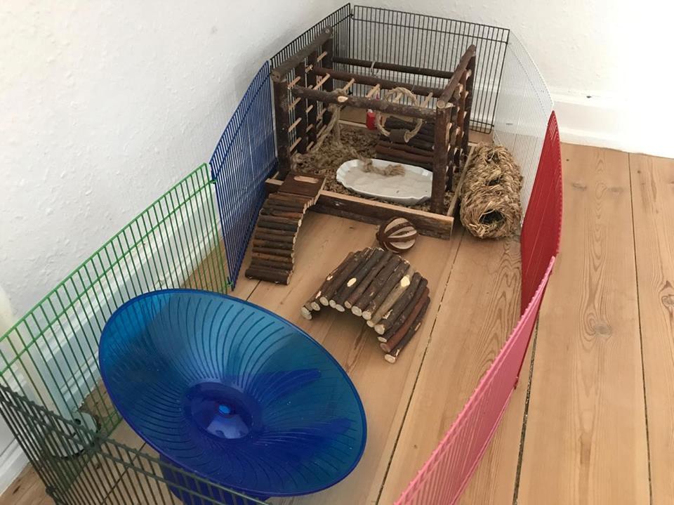 Theodores bur + løbegård billede 12