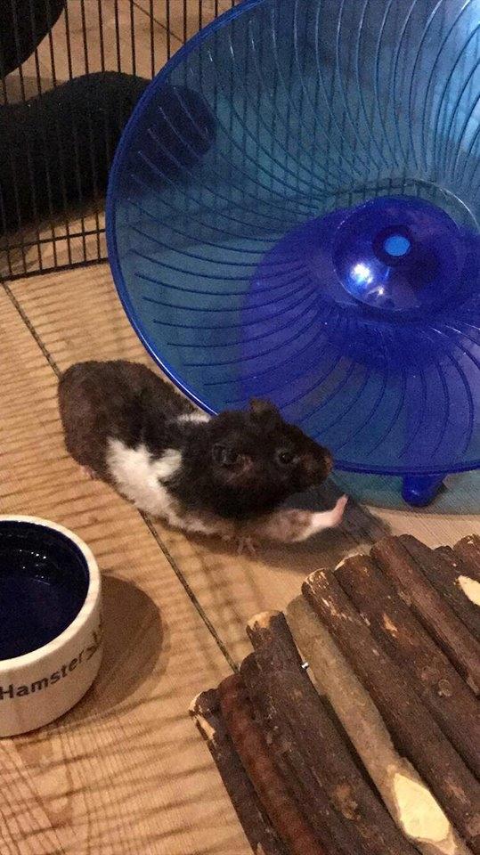 Theodores bur + løbegård billede 14