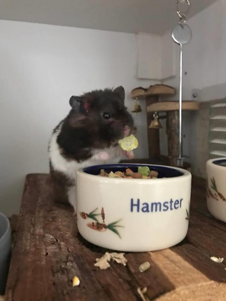 Theodores bur + løbegård billede 8