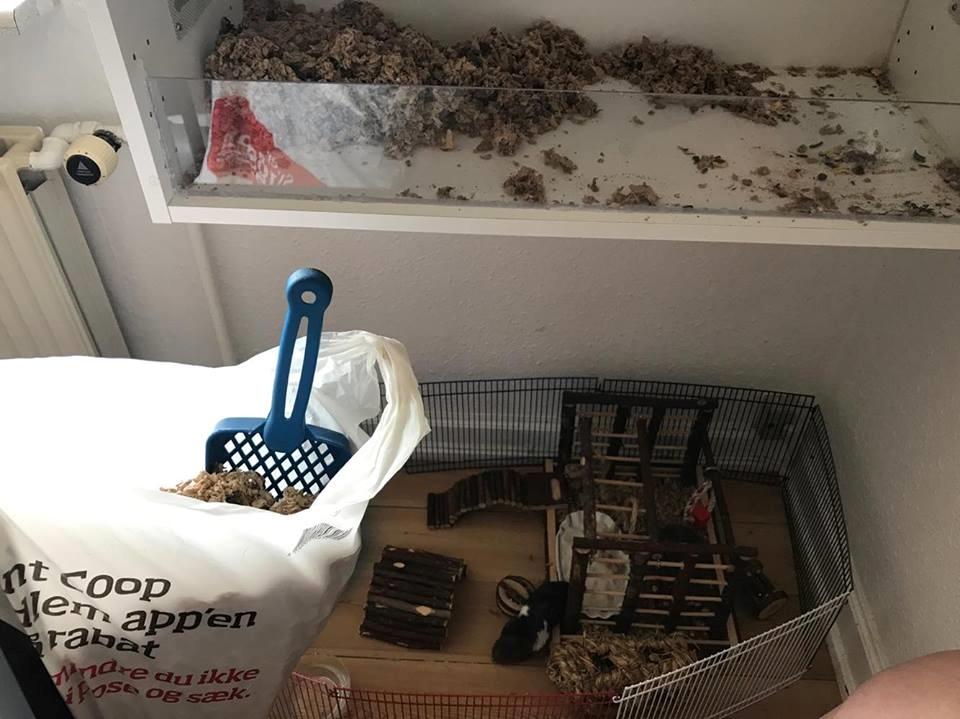 Theodores bur + løbegård billede 9