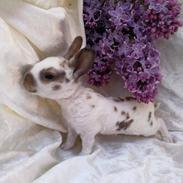 Mine smukke Lille Rex kaniner
