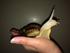 Giant African Land Snail