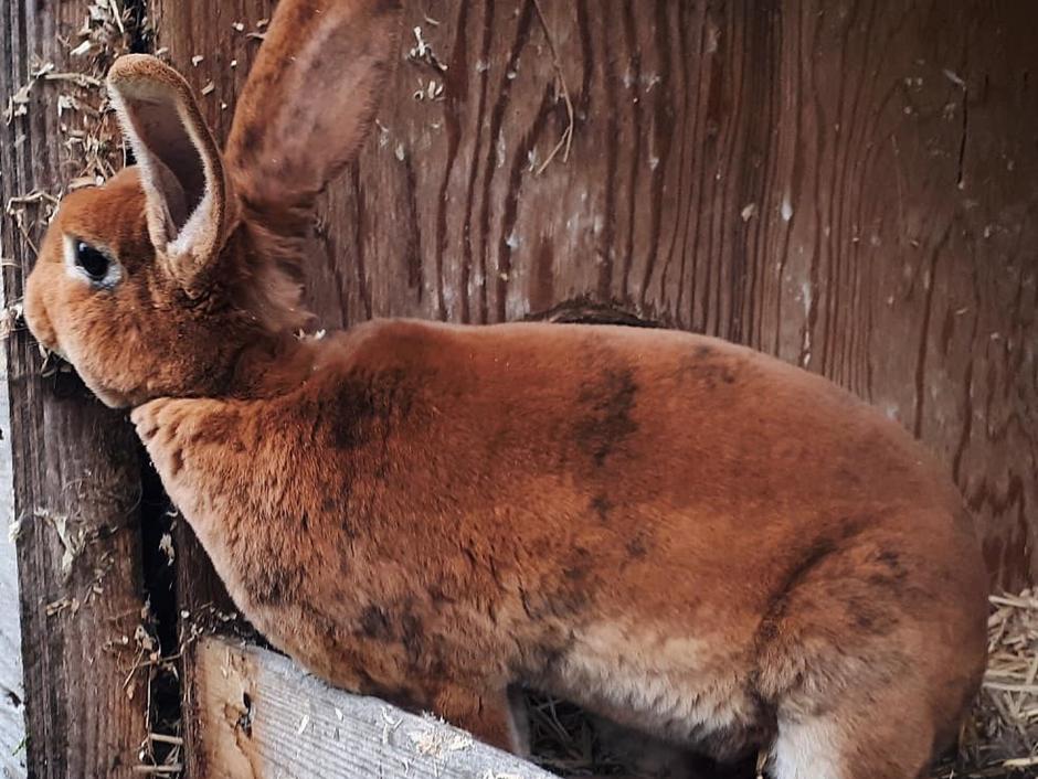 En rød Rex hun med lidt pletter i pelsen