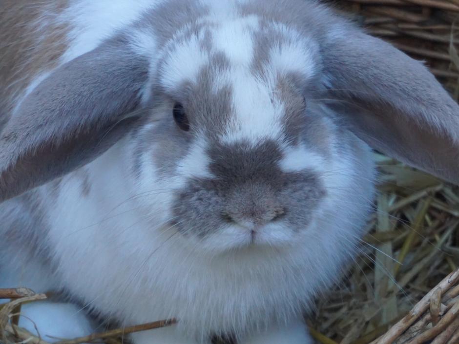 Pipi