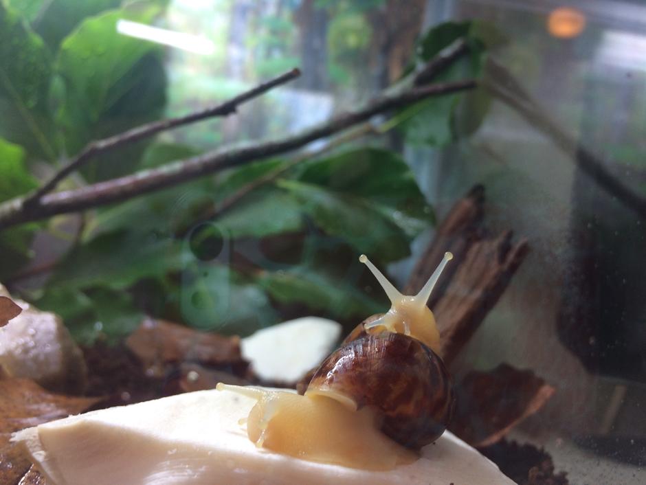 Giant African Land Snail