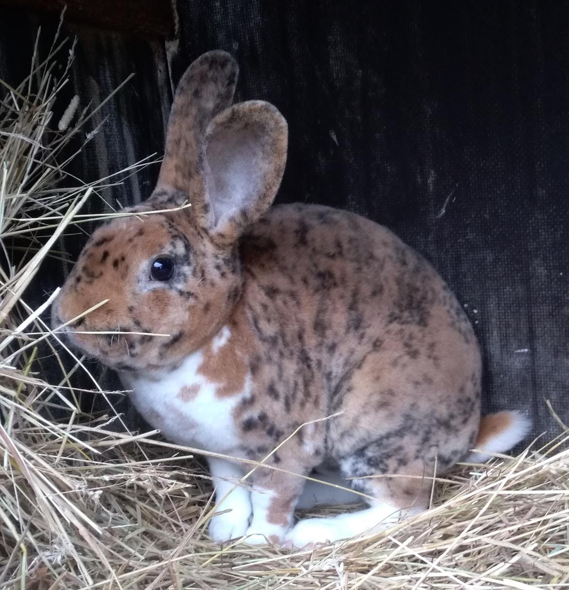 Rex-kaninerne fra Rex4you.dk - 4you Filur. Gepard tegnet han. billede 1