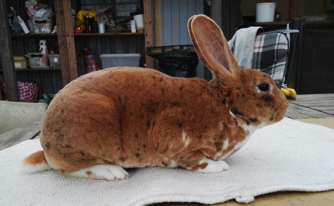 Rex-kaninerne fra Rex4you.dk - 4you Spot me. Gepard han billede 2